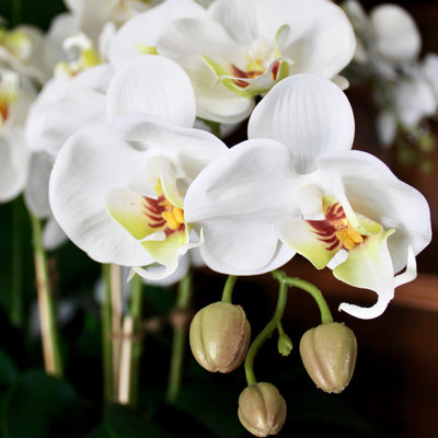 Large White Phalaenopsis Orchid Stem