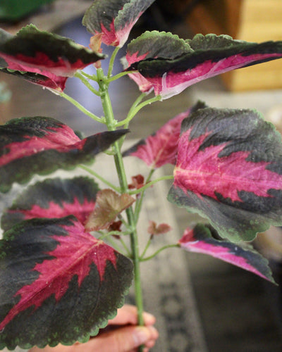 Coleus Bush