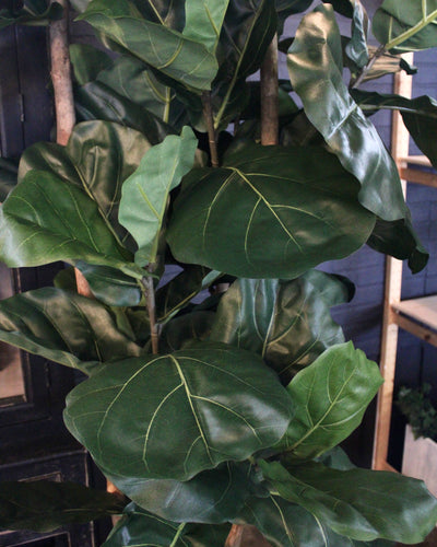 8’ Natural Trunk Fiddle Leaf Tree