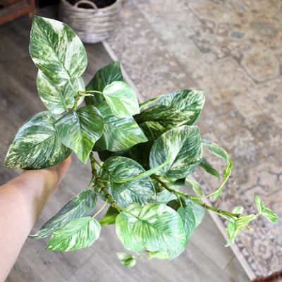 Pothos Hanging Bush