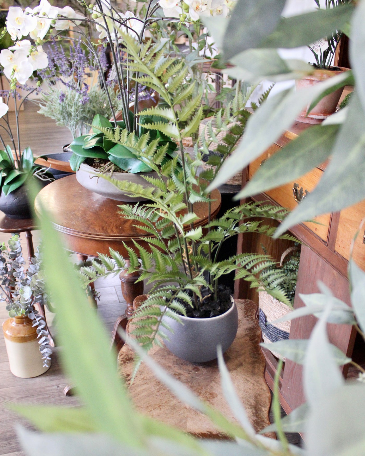 Potted Fern Bush