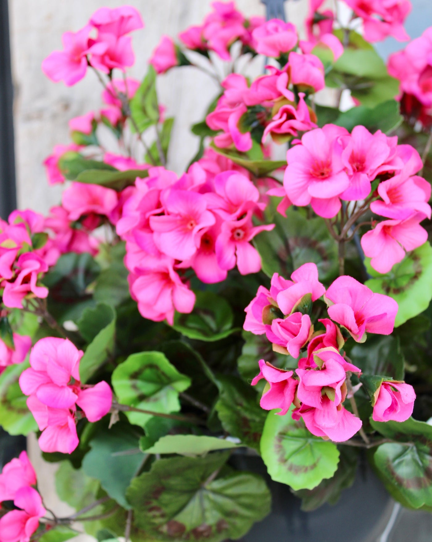 Upright Geranium Hanging Basket