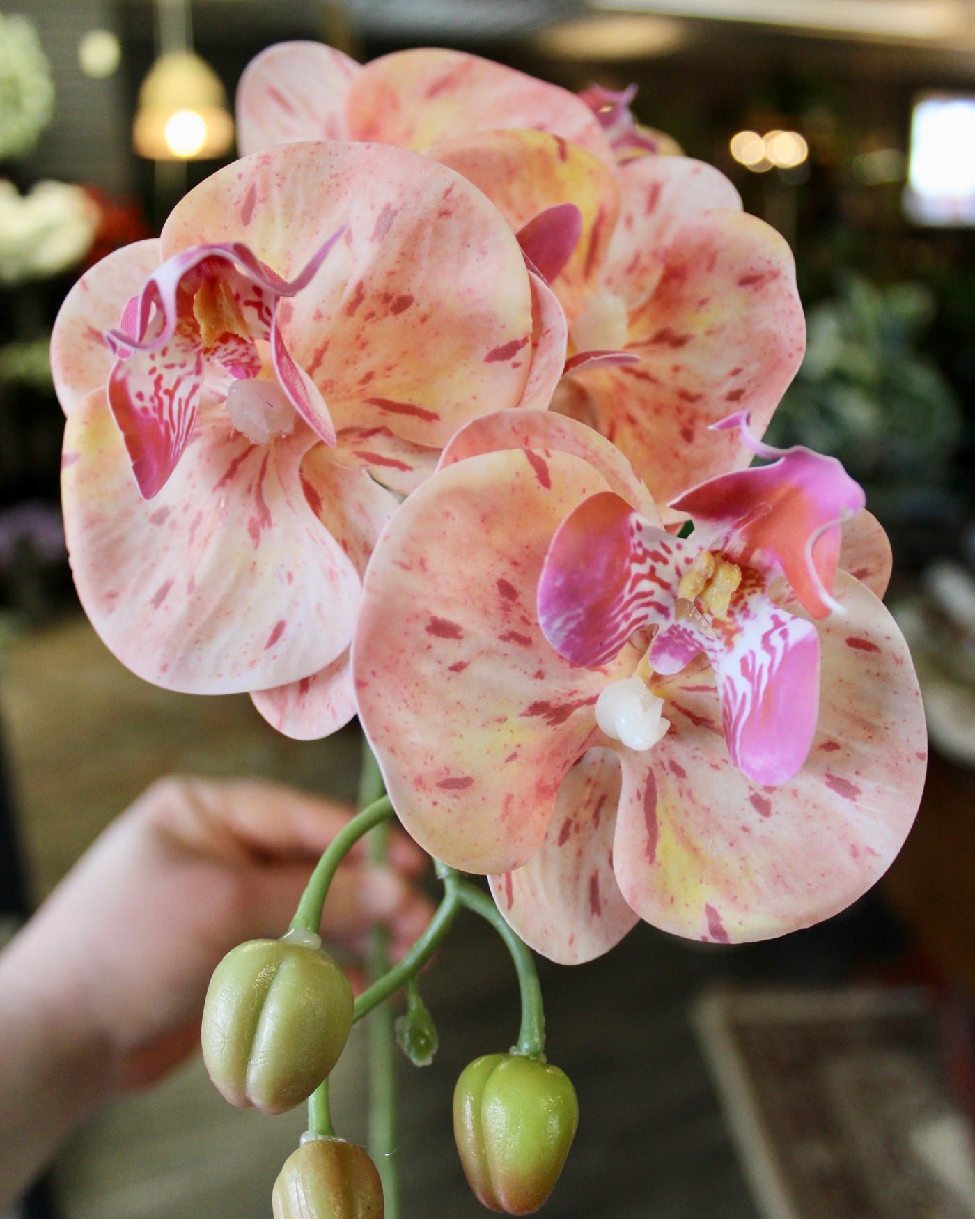 Pink Phalaenopsis Orchid Stem