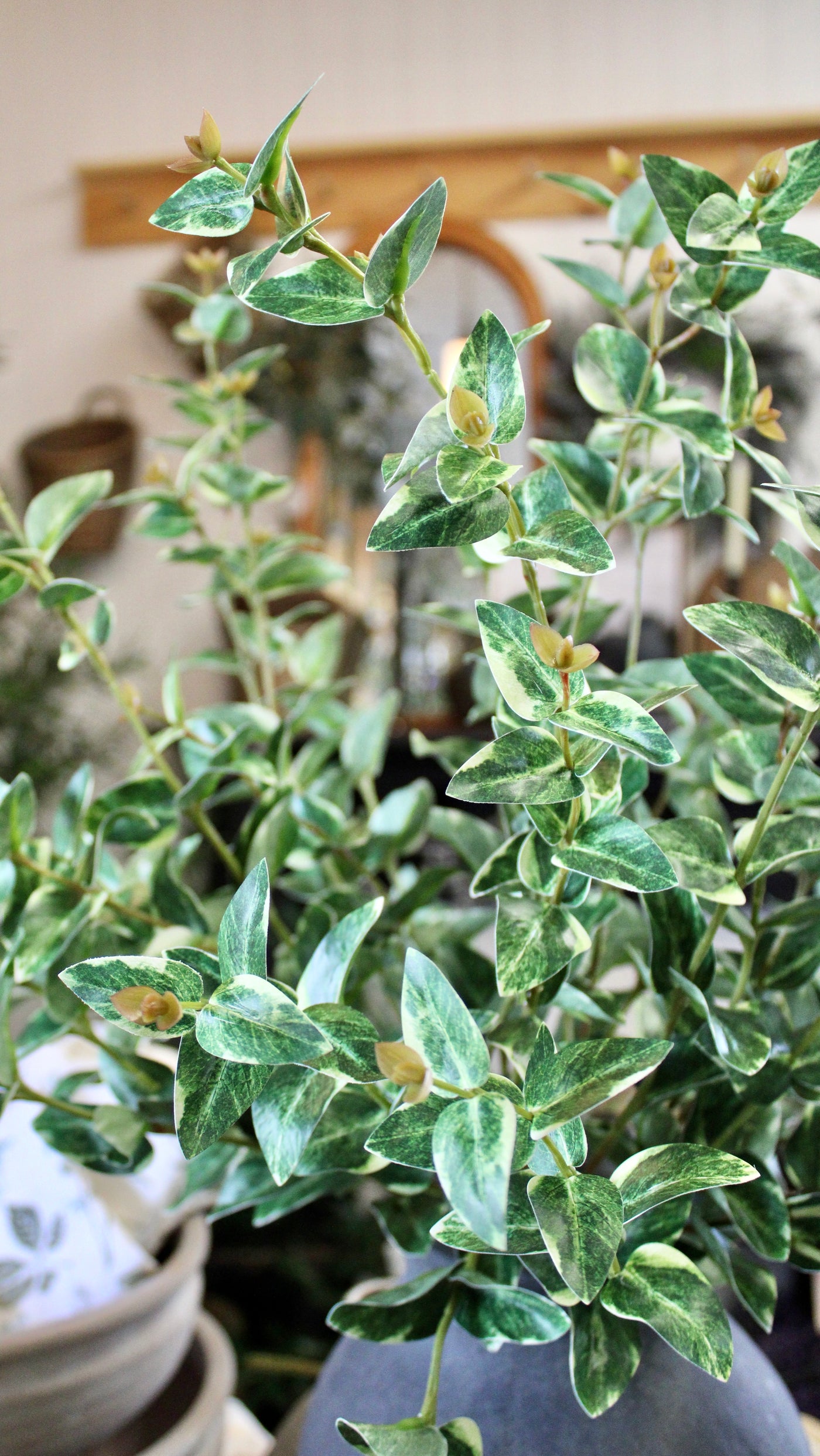 Ruscus Spray