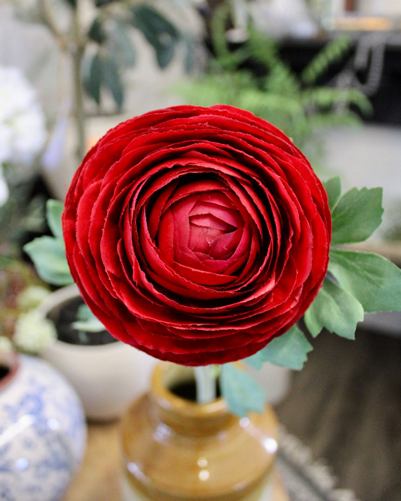 Deep Red Ranunculus Stem