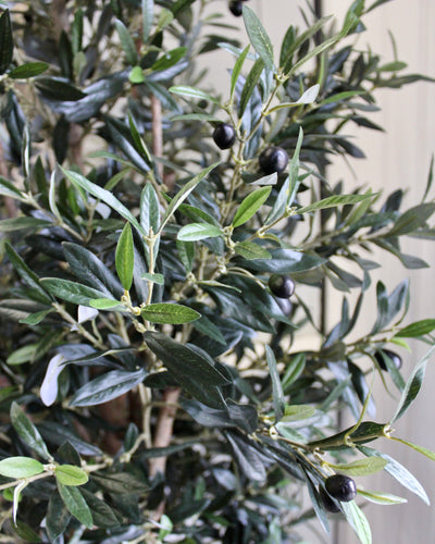 74” Natural Trunk Olive Tree