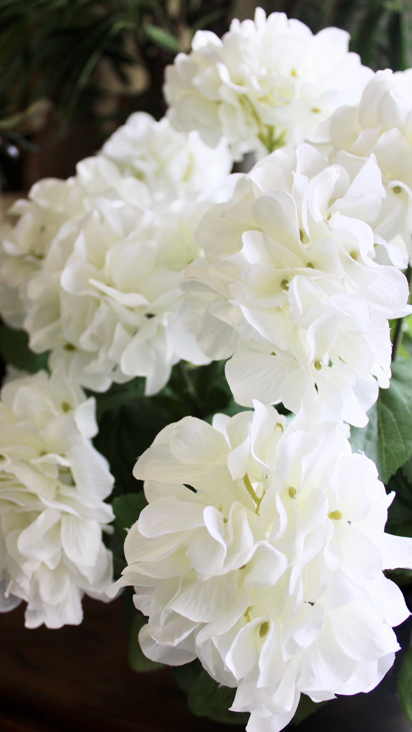 White Hydrangea Bush