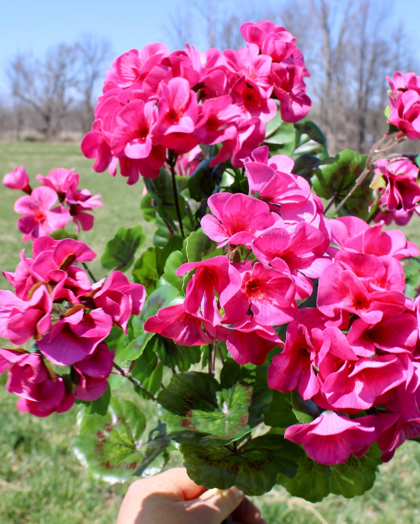 Upright Geranium Bush Fuchsia