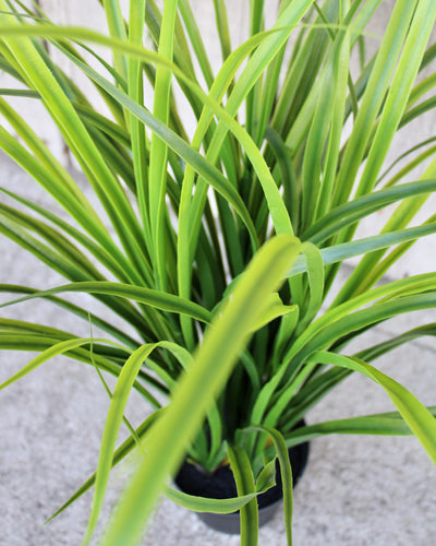 Bright Green Fountain Grass