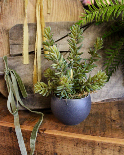 Potted Barberton Succulent