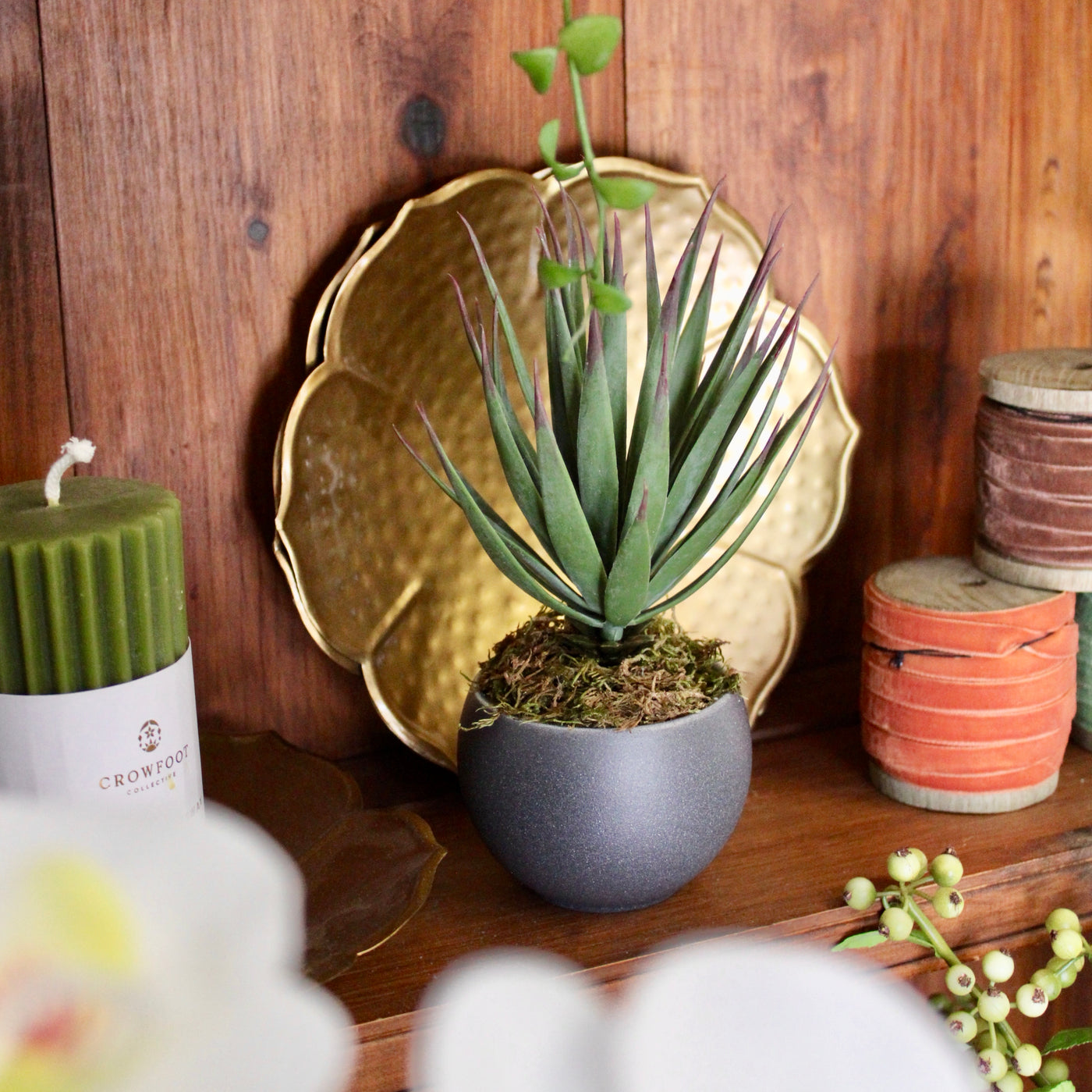 Potted Desert Yucca