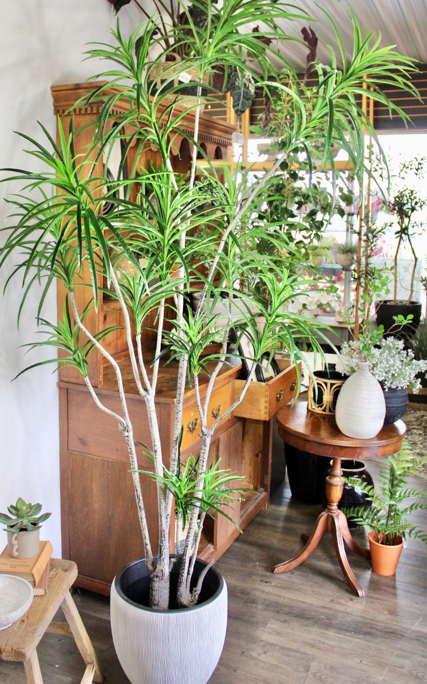 8' Dracaena Tree