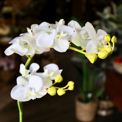 Small White Phalaenopsis Orchid Stem
