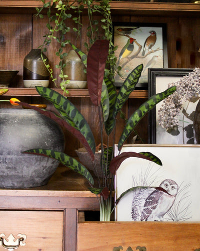 Calathea Bush