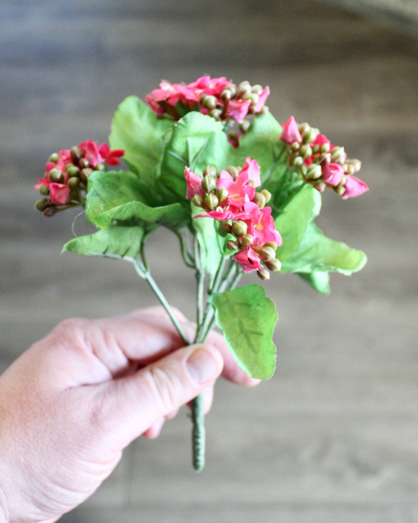 Kalanchoe Bushes