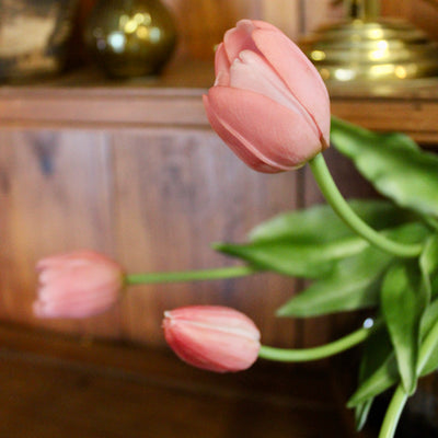 Mauve Tulip Bundle (5 Stems)