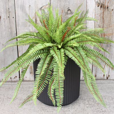 Sword Fern Hanging Basket/Drop-In