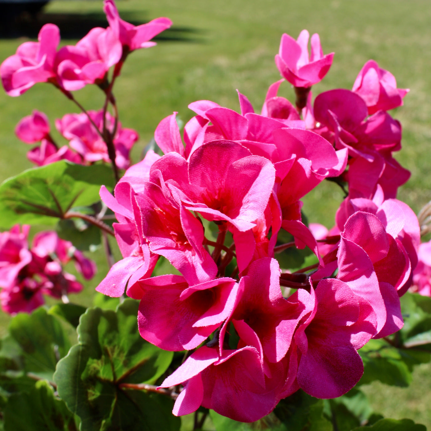 Upright Geranium Bush Fuchsia