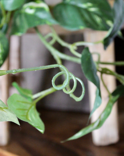 6’ Pothos Garland