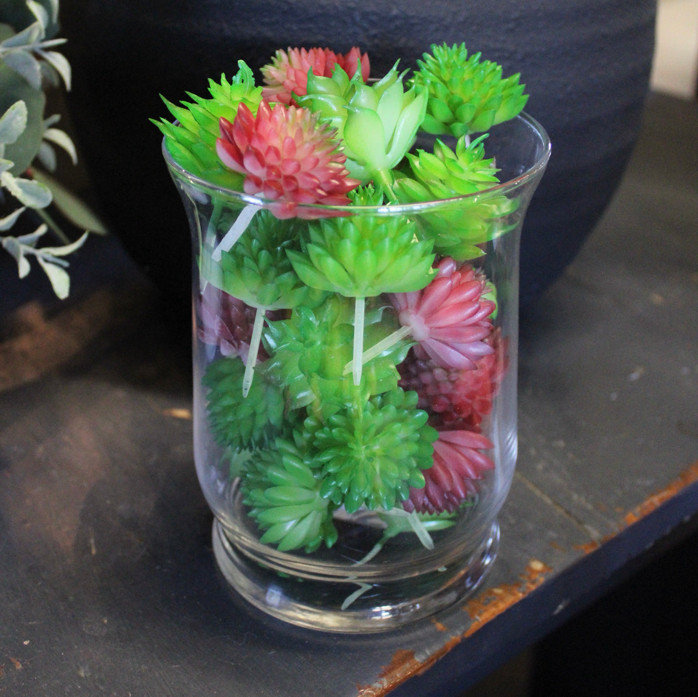 Assorted Mini Succulents