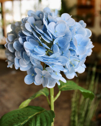 Powder Blue Hydrangea Stem