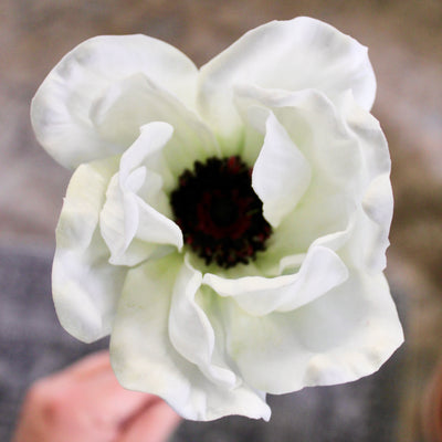 White Anemone Stem