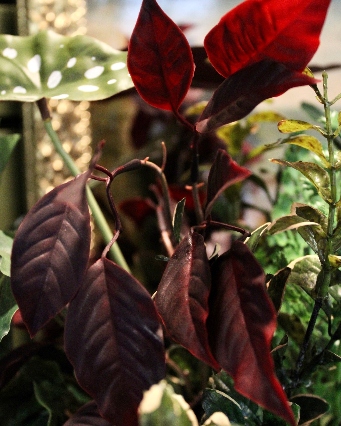 Burgundy Mixed Plant Arrangement