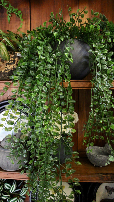 Potted Hanging Pea Leaf Bush