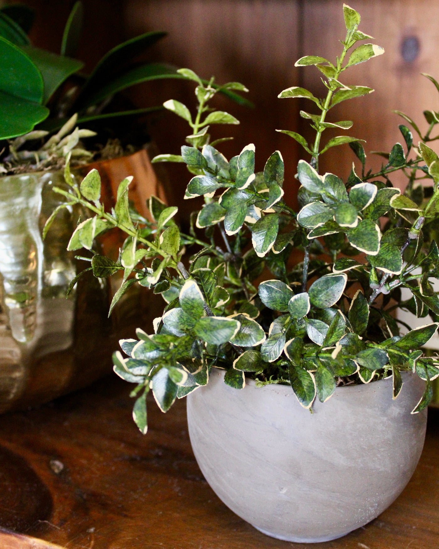 Small Potted Golden Euonymus