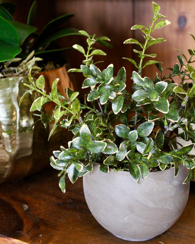 Small Potted Golden Euonymus