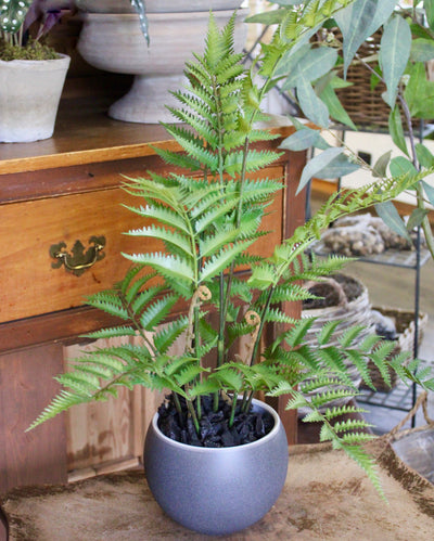 Potted Fern Bush