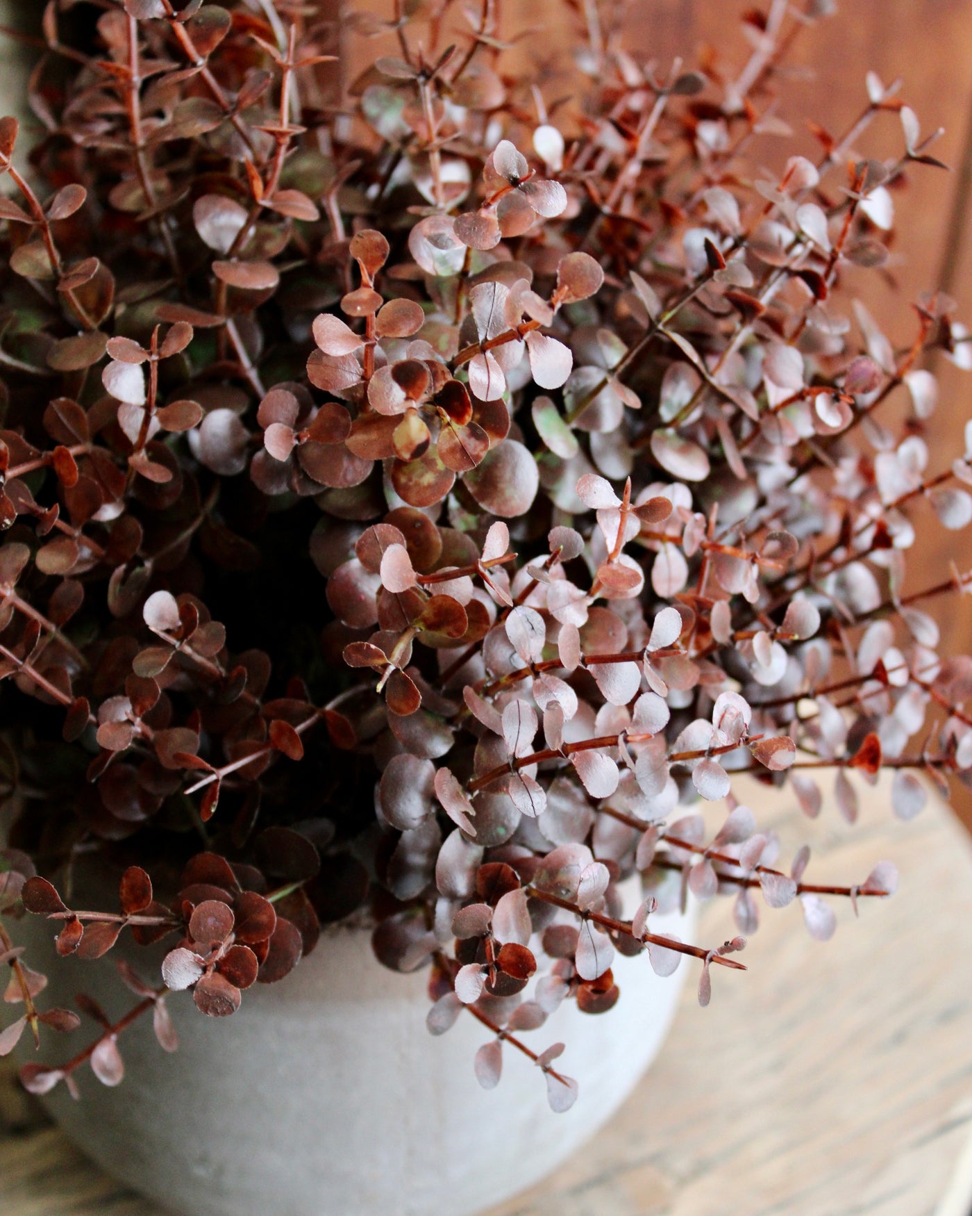 Potted Barberry