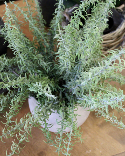 Potted Asparagus Fern