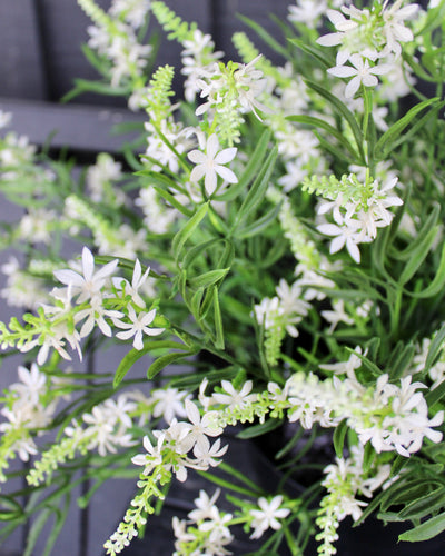 Sweet Veronica Bush White
