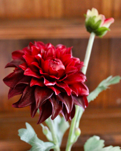 Burgundy Dahlia Spray
