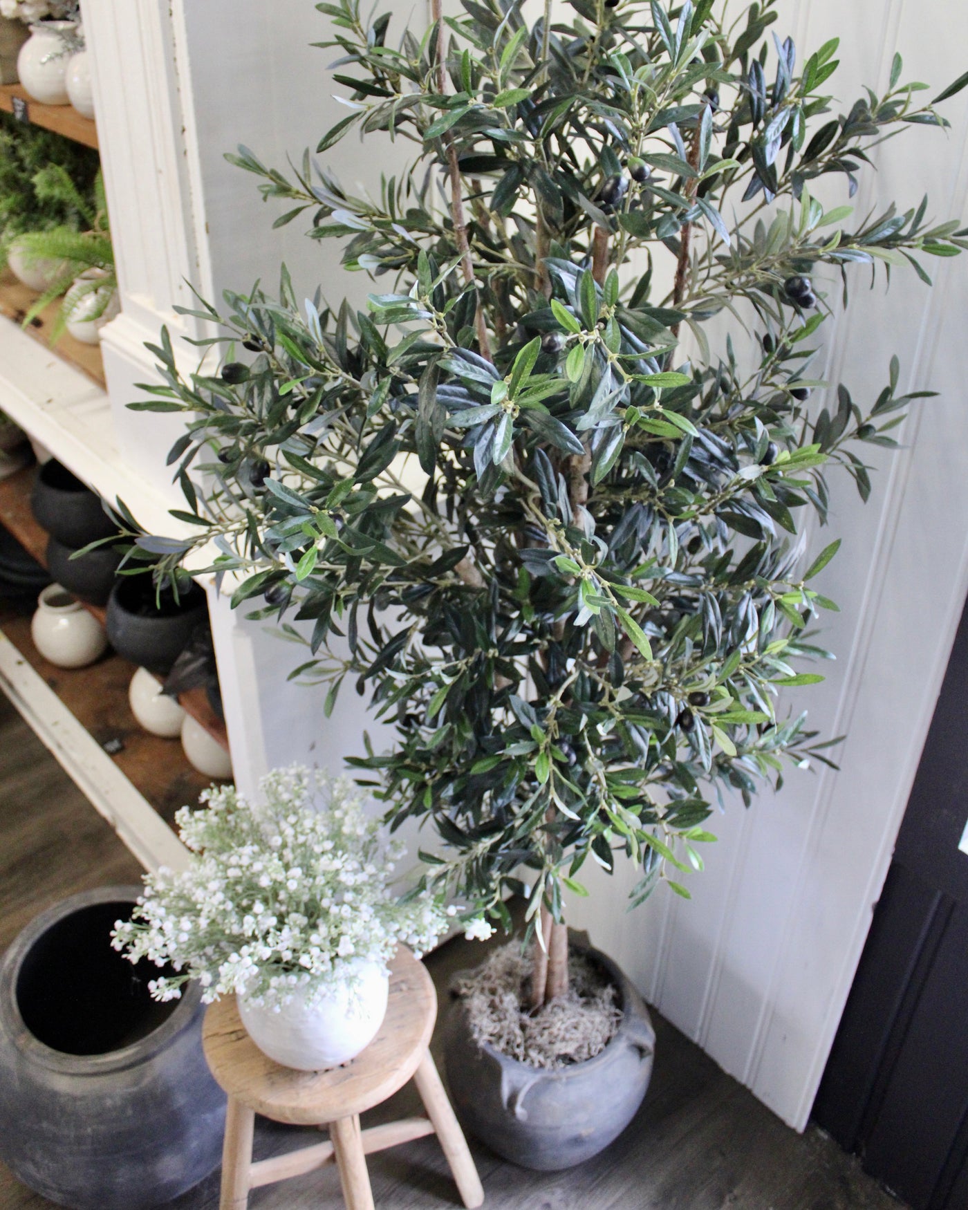 74” Natural Trunk Olive Tree