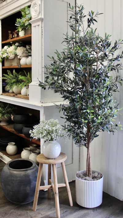 74” Natural Trunk Olive Tree