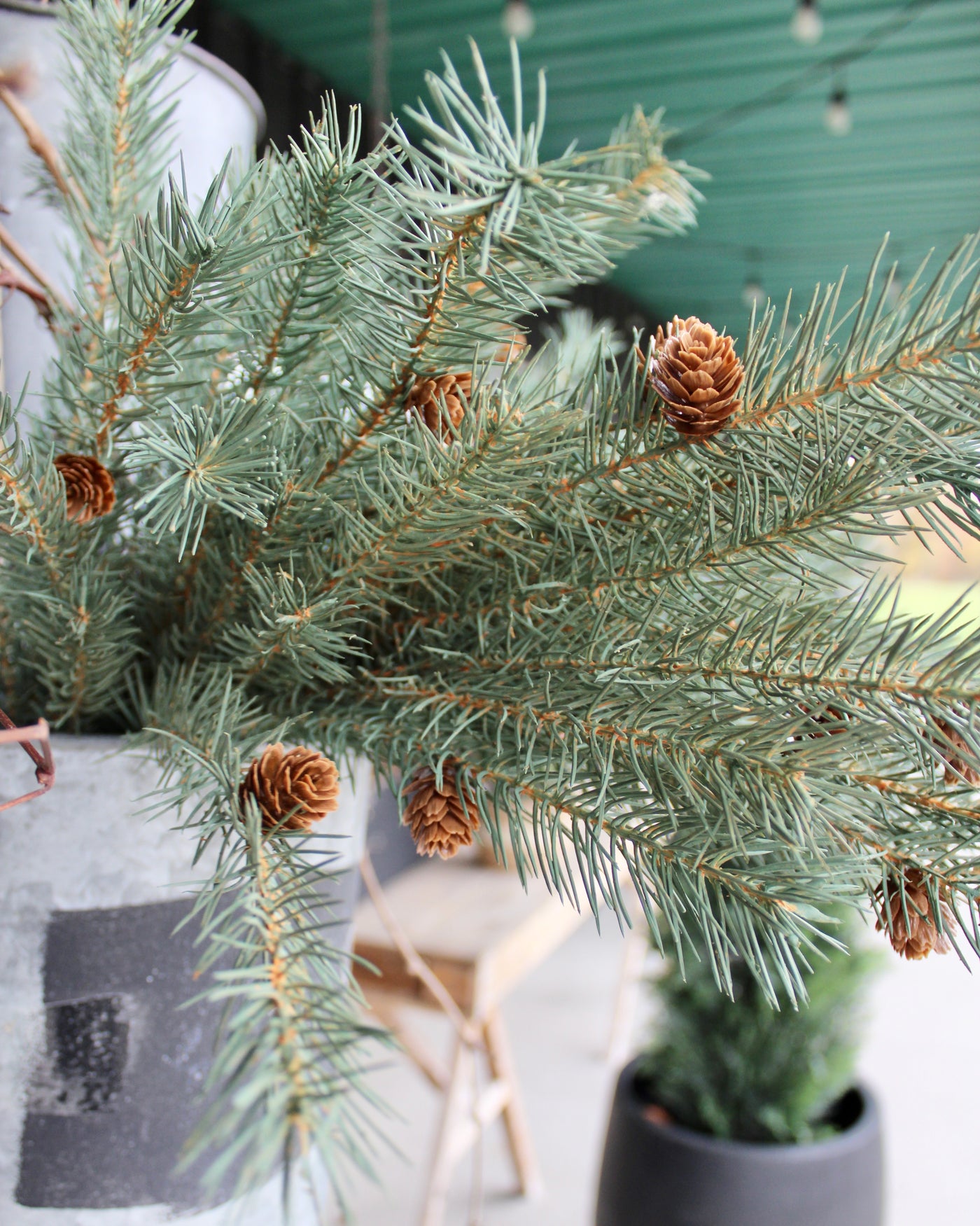 Colorado Spruce Bush