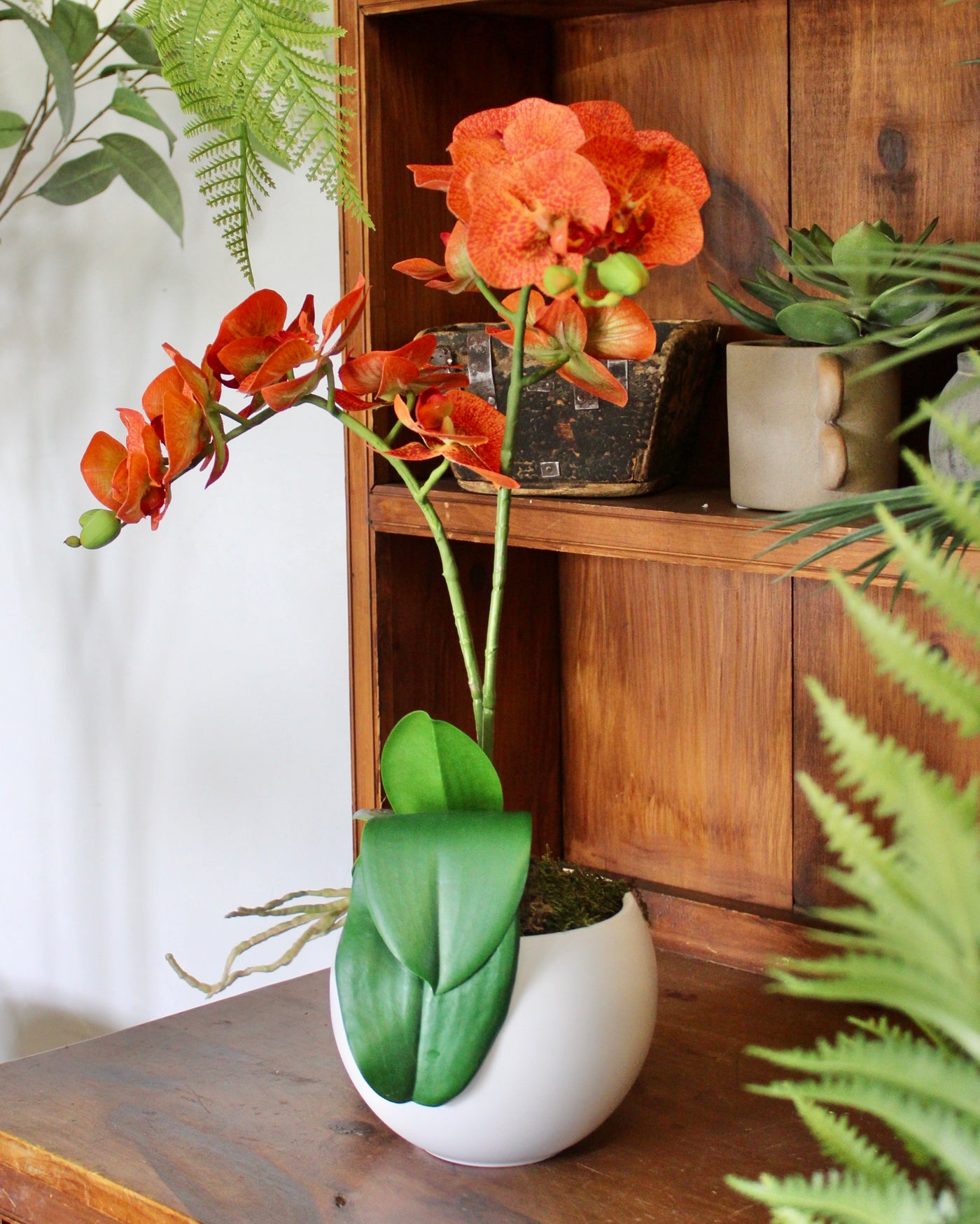 Potted Orange Phalaenopsis Orchids