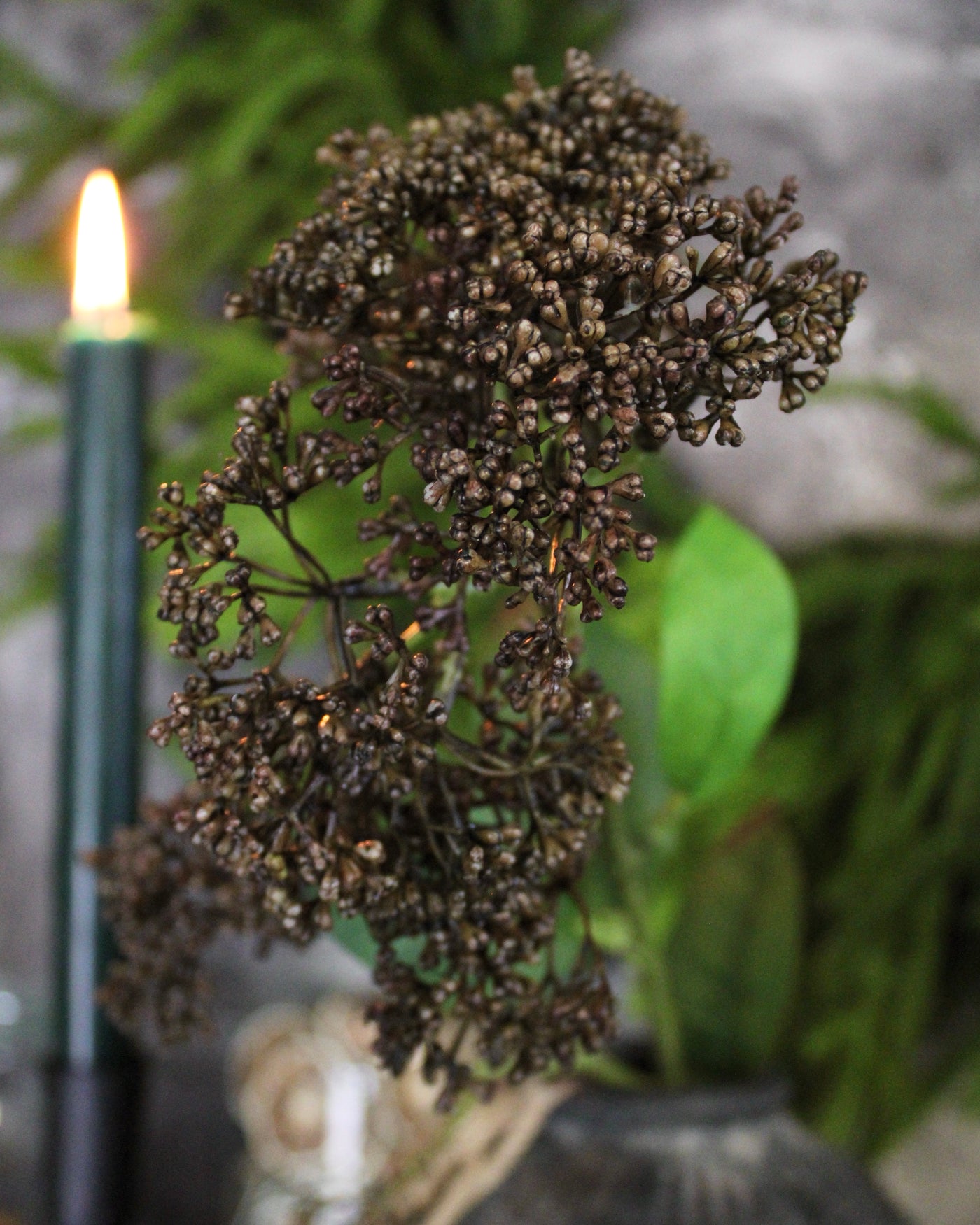 “Dried Look” Brown Sedum Stem
