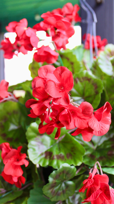 Red Geranium Hanging Basket