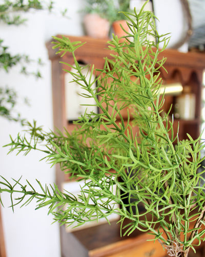 Asparagus Fern