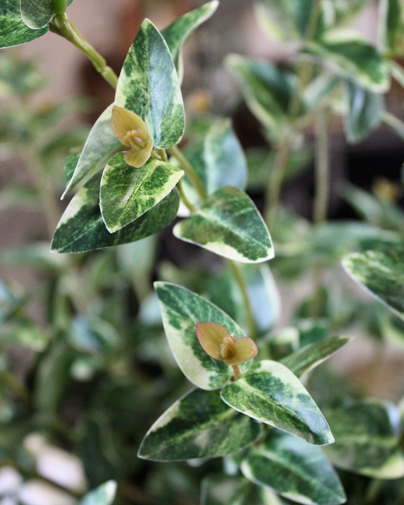 Ruscus Spray