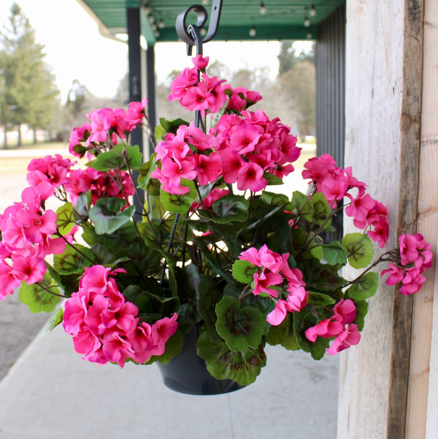 Upright Geranium Hanging Basket