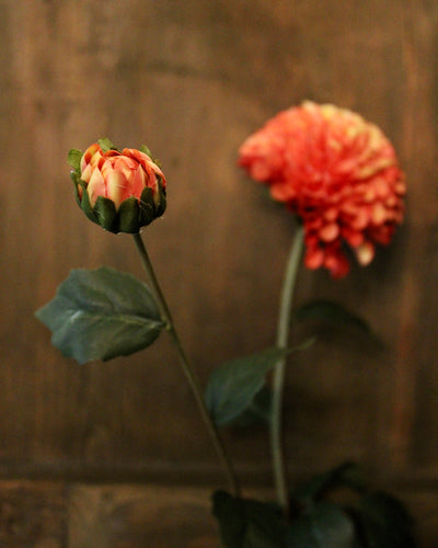 Orange Dahlia Stem