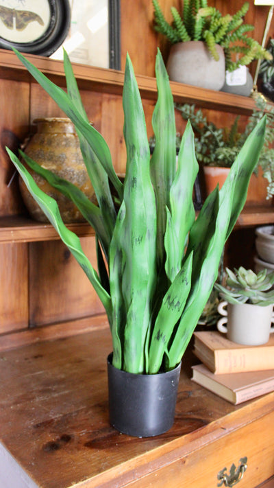 27” Sansevieria Plant