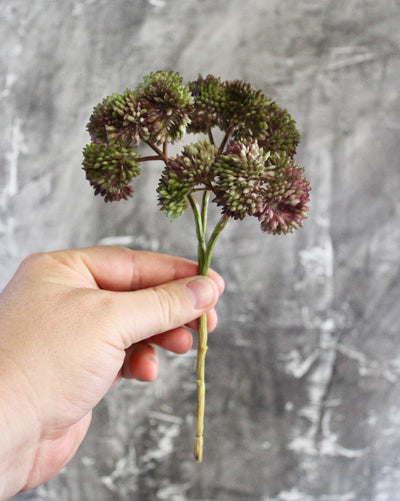 Mini Burgundy/Green Sedum