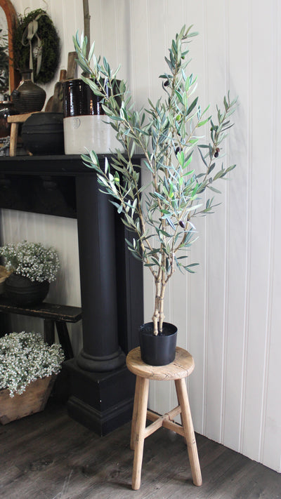 4' Olive Tree