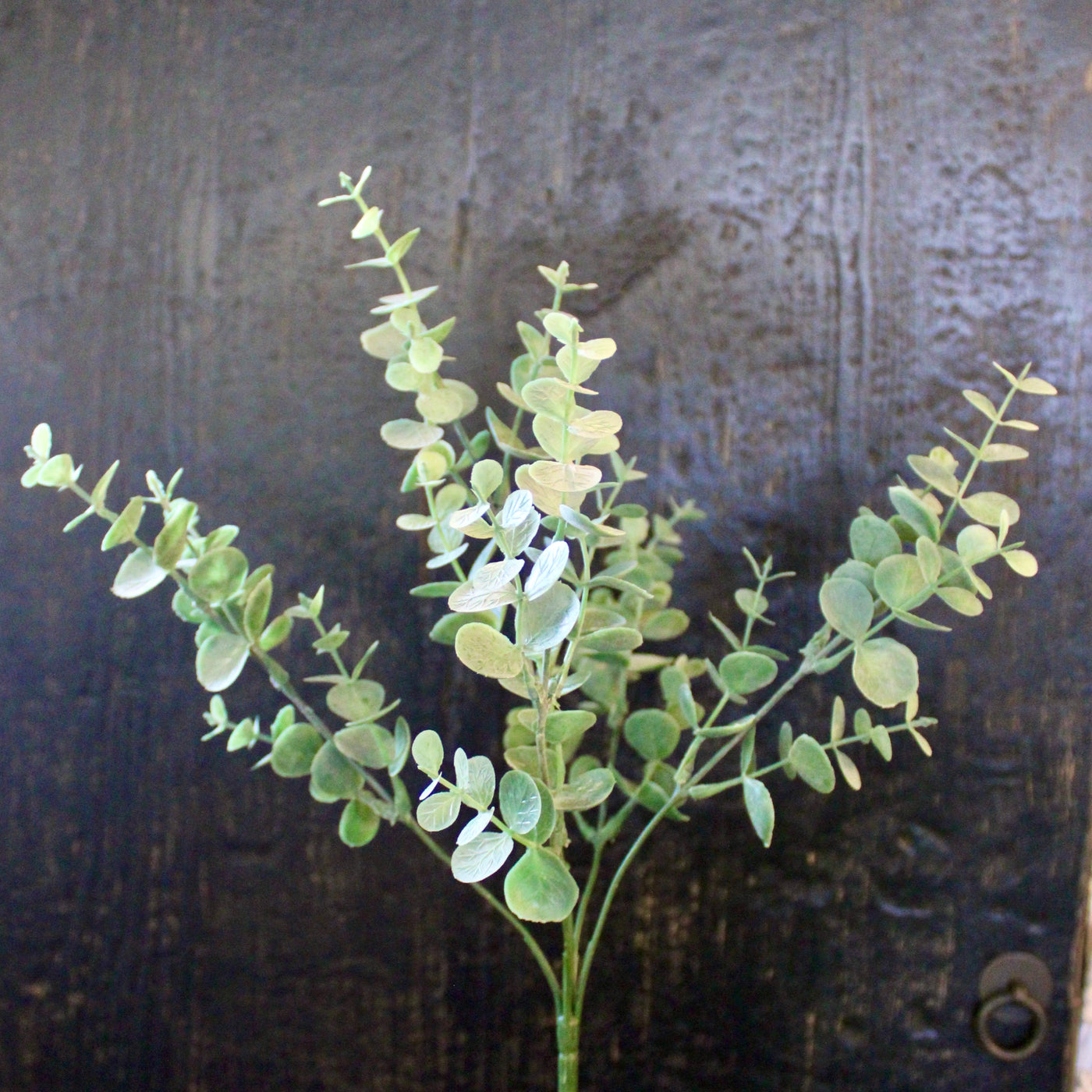 Eucalyptus Bush Mini