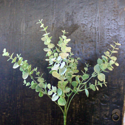 Eucalyptus Bush Mini